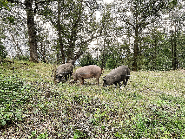 02_Waldweide_Exkursion_Gruppe.jpg  